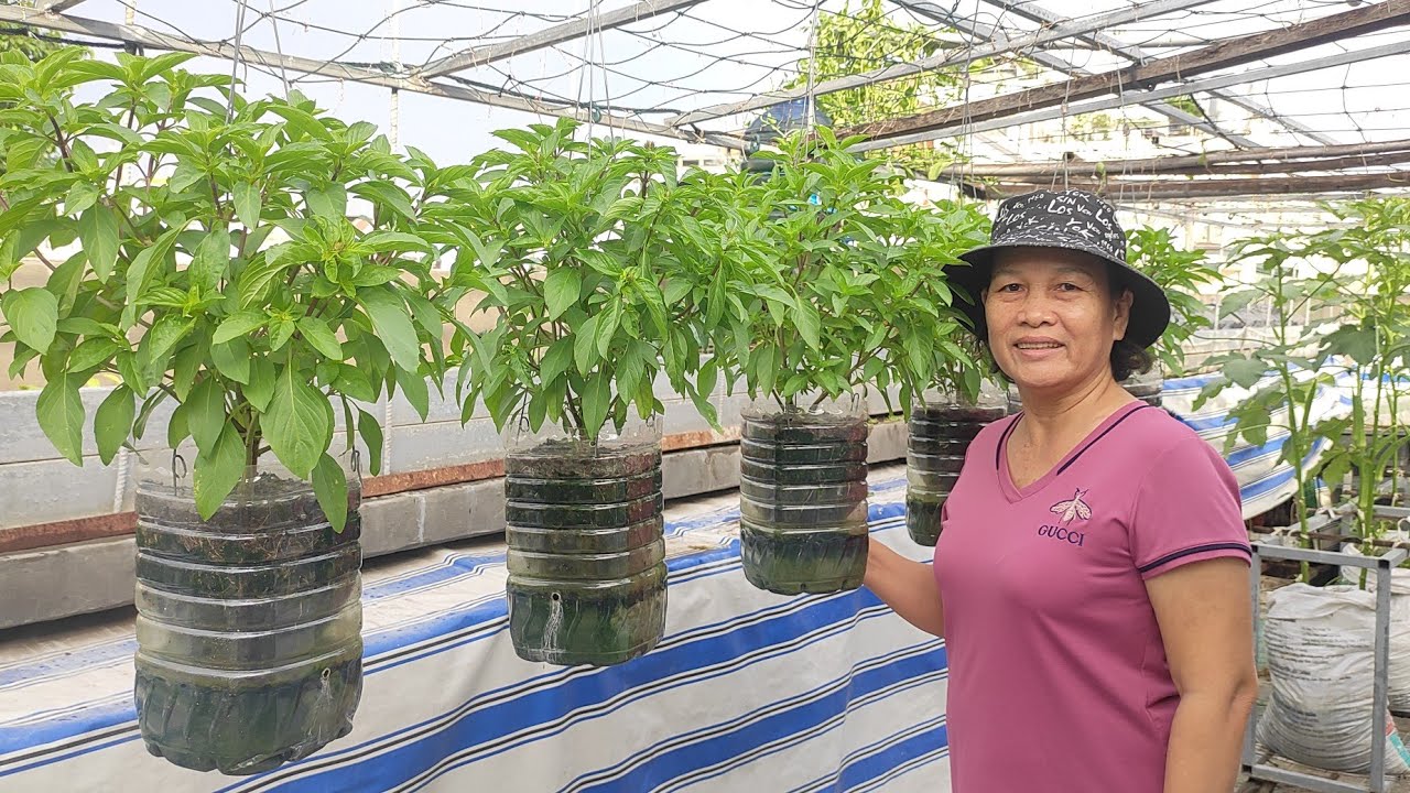 Cách trồng rau Quế treo không cần phải tưới nước mỗi ngày | Khoa Hien 485