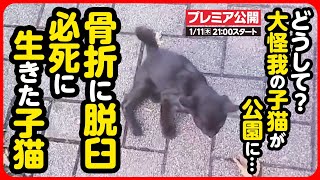 【子猫 保護】子猫の足が...骨折公園にひとり、必死に生きた子猫