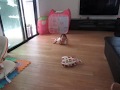 そそ丸★オムツ換えの前のひと仕事_20180709
