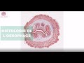 Histologie de lsophage