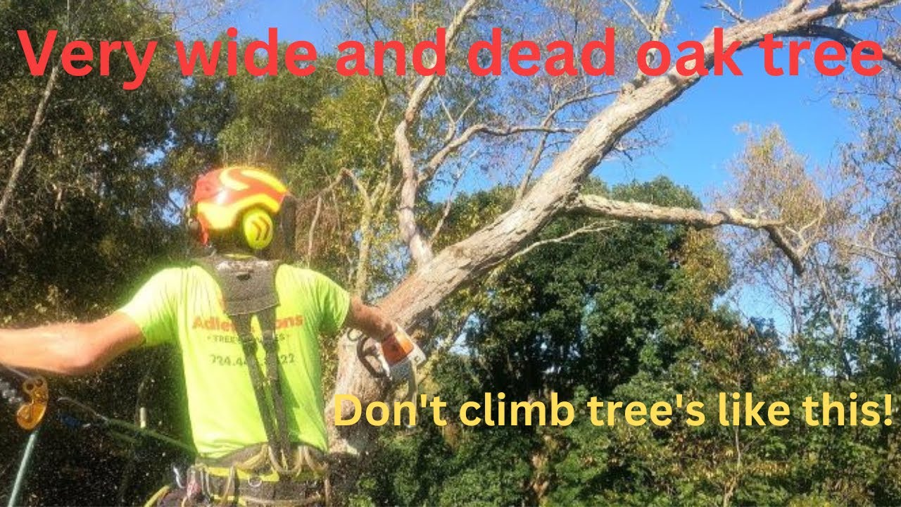 Stripping up a dead oak tree - YouTube