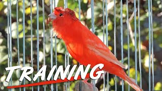 Canary singing - 12h  training song