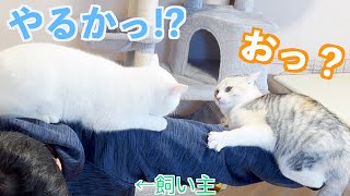Kittens fighting over their owners by 捨て猫姉弟ハナとユキ 12,675 views 1 year ago 10 minutes, 14 seconds