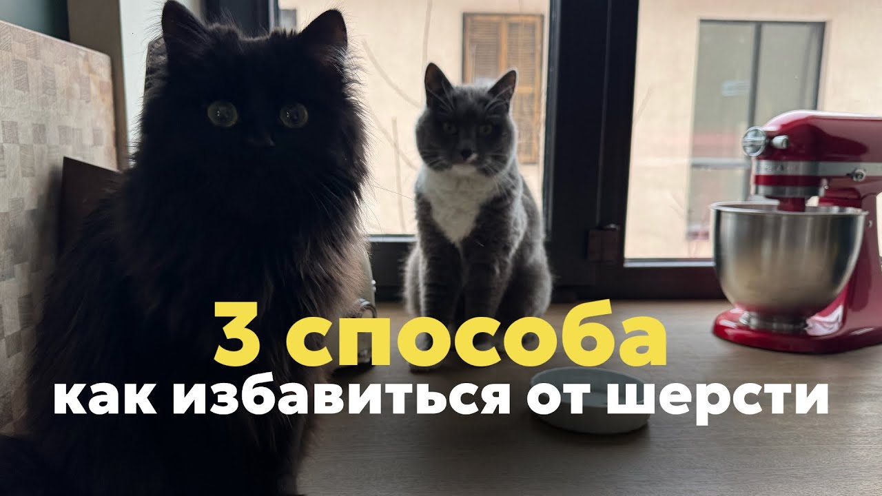 Как избавиться от шерсти животных в доме? Сделайте эти 3 вещи и забудьте о шерсти на мебели дома
