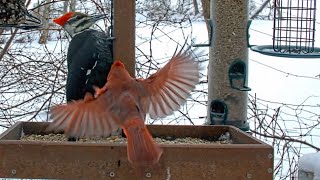 Cardinal 'Photobombs' Pileated Woodpecker On Snowy Feeders | January 20, 2024