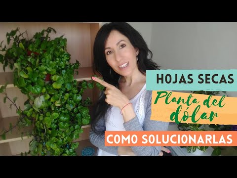 Video: ¿Con qué frecuencia hay que regar el árbol del dinero? ¿Qué suelo es adecuado para un árbol de dinero? Mujer gorda (árbol del dinero): cómo cuidarlo