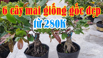 ngày 16/8. Mai Cúc 4 Long, Cúc Hoa Hồng Thanh Tú, Cúc Rồng Bay | mai vàng giá rẻ ☎ 0386573894