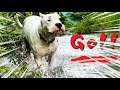 【猟犬＊闘犬】ジャングル大冒険！1歳ドゴアルヘンティーノ！！