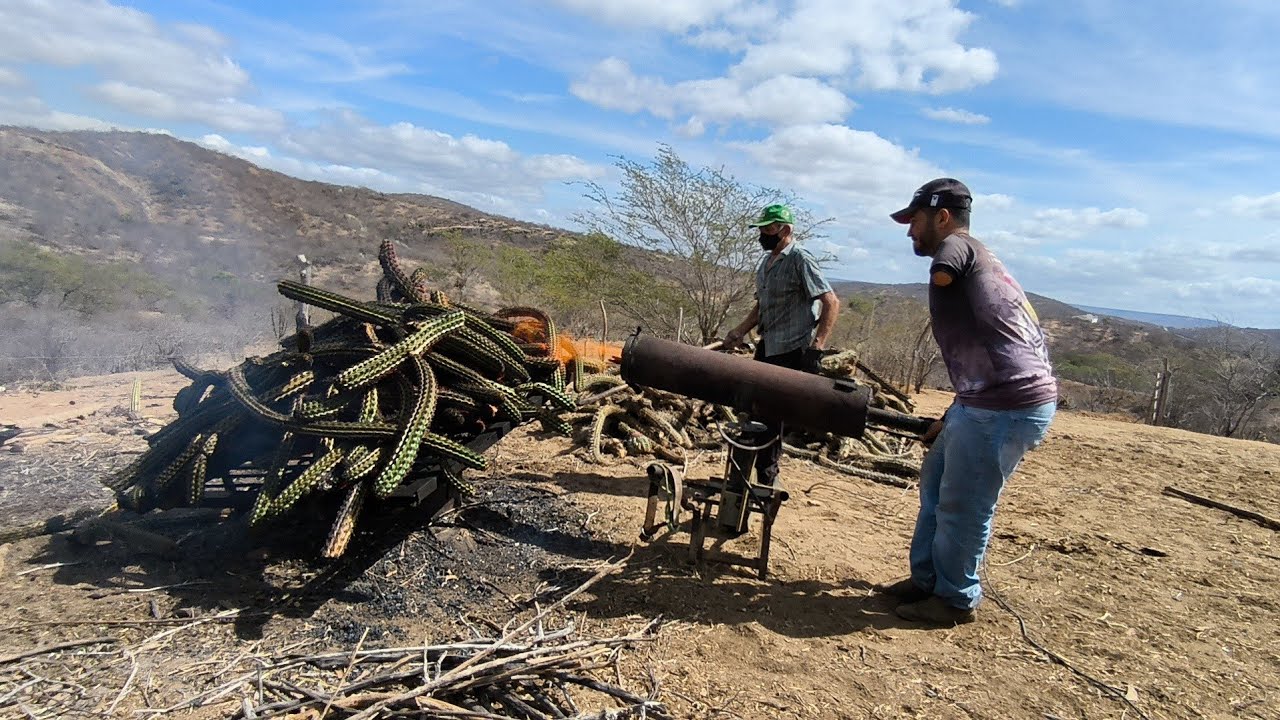 CANHÃO DE FOGO UMA INVENÇÃO USADA PRA QUEIMAR O XIQUE XIQUE PRA ALIMENTAR O GADO MA SECA 
