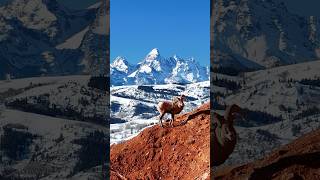 The Big Horn Sheep of Red Hills Ranch #wyoming #jacksonhole