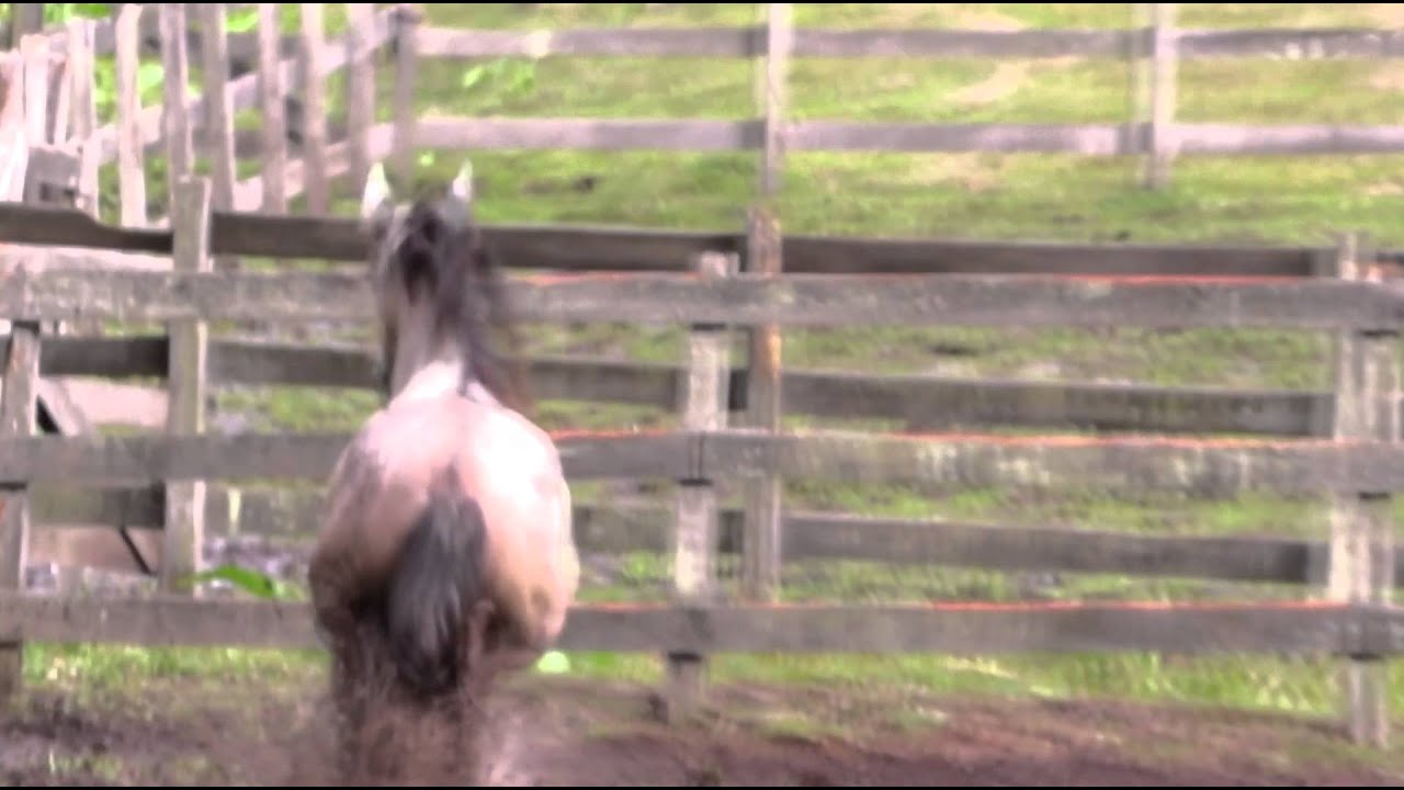 Cuidado! Tem cavalo pulando a cerca e causando prejuízos - Notibras