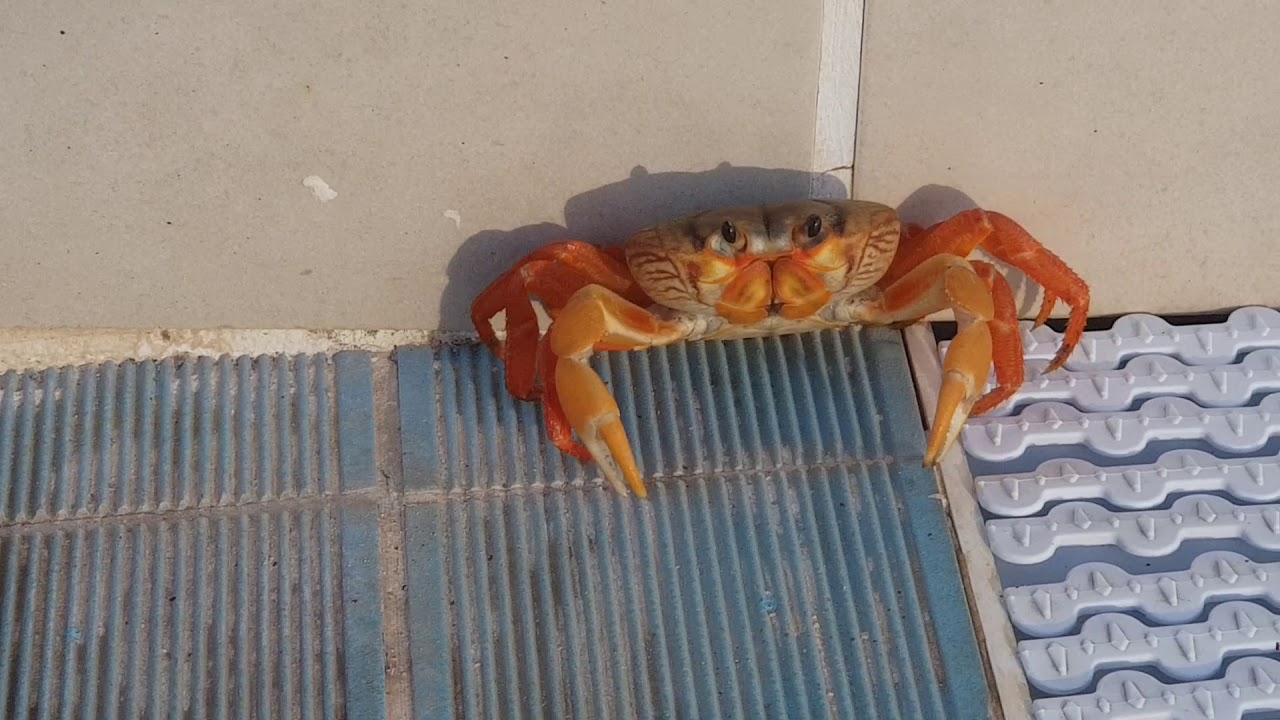 Crab in Cuba
