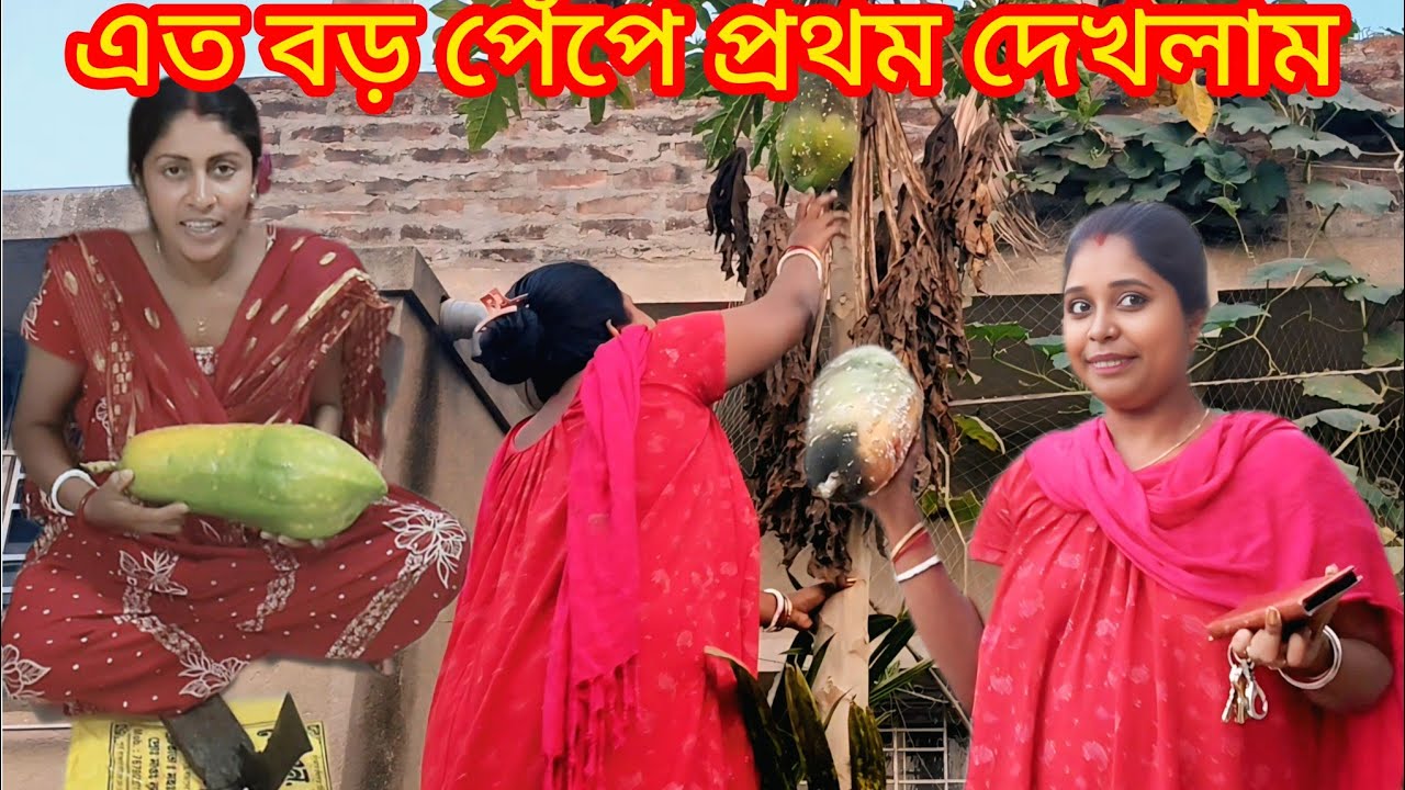এত বড় পেঁপে এই প্রথম দেখলাম।। শালী  জামাই বাবুর জন্য স্পেশাল চা বানানো।।