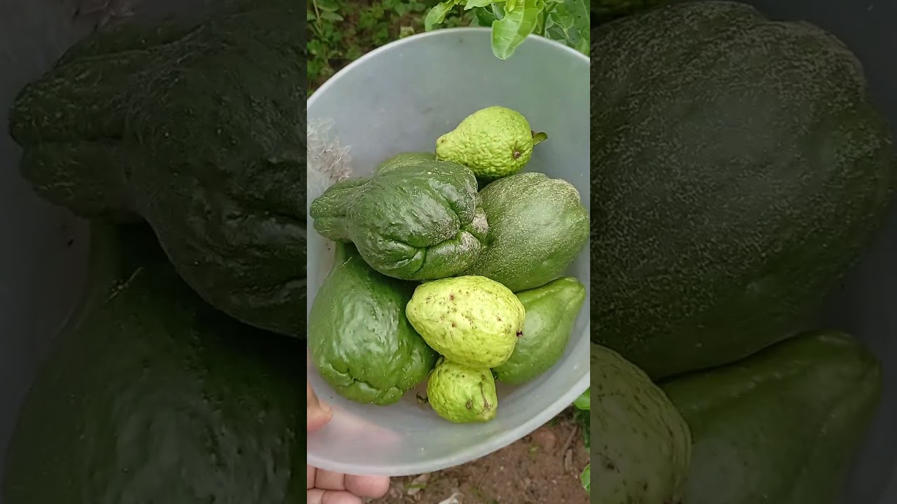 20 de fevereiro de 2026