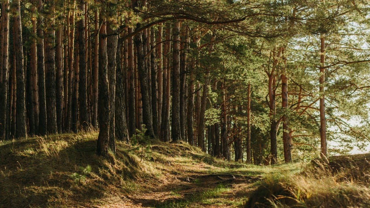 animation song - Cancer by AEKOM