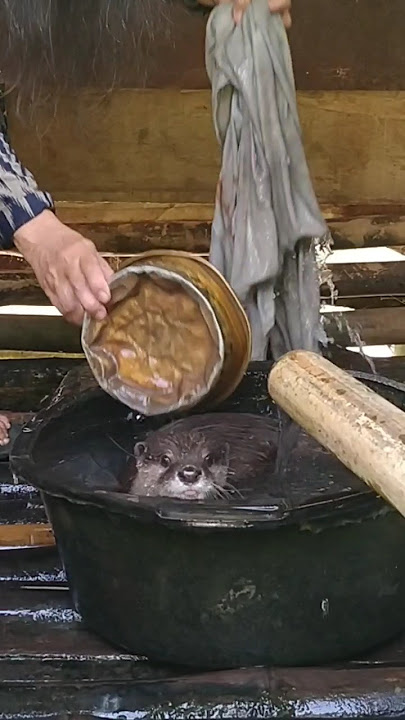 Siboni mau ikut nyuci #betinurgustiani #siboni #animals #americanfunnyvideos