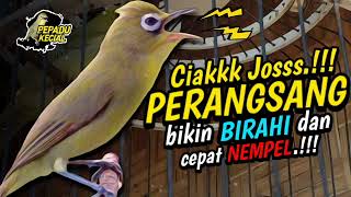 Ciak Joss Kecial Kuning PERANGSANG Ampuh Bikin Kecial BIRAHI dan CEPAT NEMPEL‼️| PEPADU KECIAL