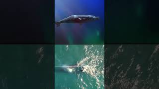 أغرب معلومات عن الحيوانات الحوت الازرق