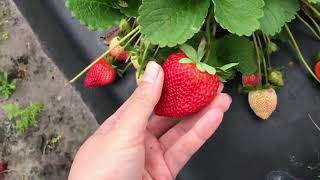 Фото Strawberry Farm In Plant City,FL