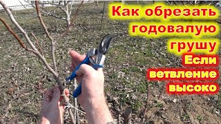 КАК ОБРЕЗАТЬ молодой САЖЕНЕЦ груши с ветвлением