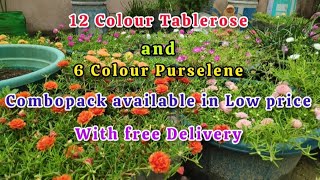 Tablerose cuttings available with Free Delivery