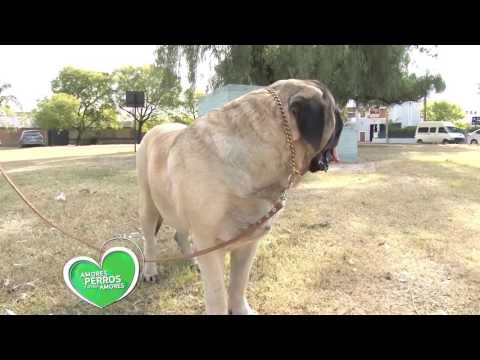 Mastiff Inglés Mastín Inglés. Origen, Características, Alimentación, Cuidados, Curiosidades y más...