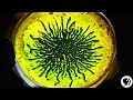 Ferrofluid and Magnetism Quiz