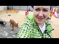 КОГО РОДИЛА ДЖЕРСИ-ПЕРВОТЁЛКА ЯШМА🐄🐄