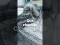 mi lobito