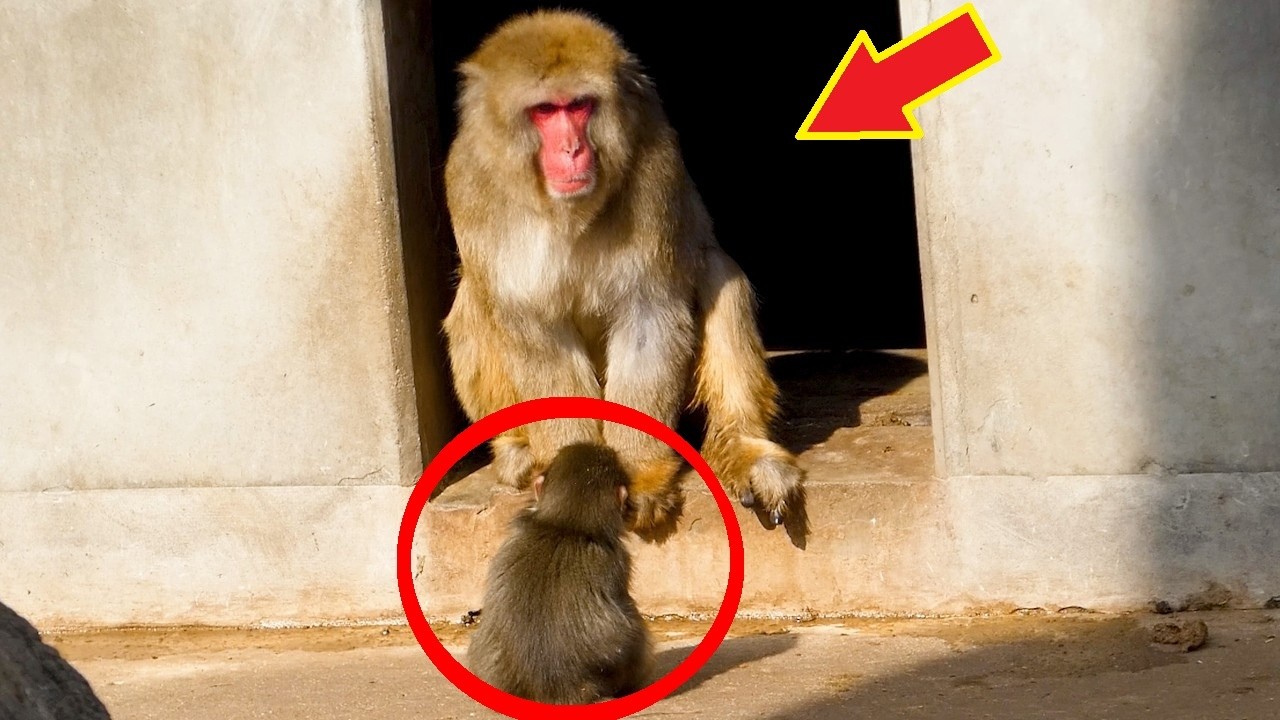 Viral Punch kept bothering every monkey! but this big one