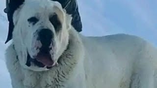 Biggest & Strongest  Central Asian Shepherds/ Alabai - Part 4! by FG Pets & Entertainment 55,841 views 5 months ago 6 minutes, 35 seconds