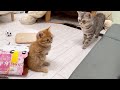 子猫からミルクを横取りしてご満悦のあいおばちゃまと仕返しを企むぽちゃくんとその仕返しを阻止しようとするポッポママ。