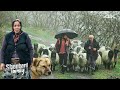 Çoban Aile ve Koyunları | Belgesel ▫️4K▫️