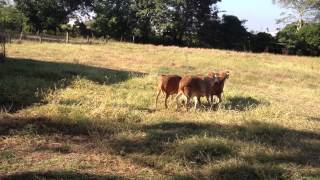 Sementales Quinta Chilla