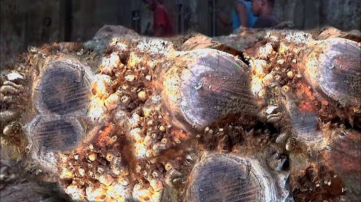 Caterpillar Nest Inside 100 Year jackfruit Log! Unbelievable Sawmill Discovery