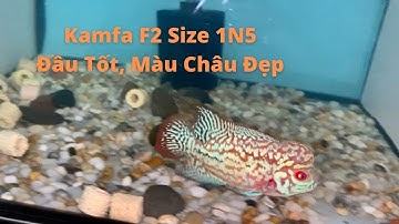 (Đã có chủ ) Em Kamfa Size Ngón Cái Dễ Thương Đầu To | Cá Cảnh Đại Lâm Mộc