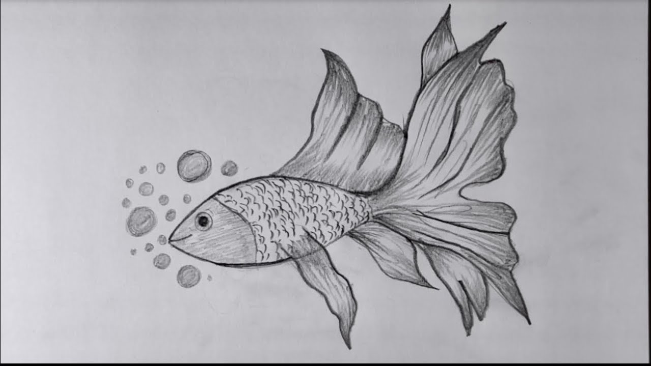 How to draw a fish | Pencil drawing for beginners | step by step | easy drawing tutorial 