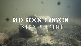 Fairy Shrimp at Red Rock Canyon Las Vegas