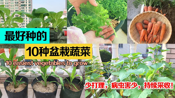 最容易种植成功的10种懒人蔬菜——产量高，病虫害少，少打理|10 easiest vegetables to grow|最适合新手入门 - 天天要闻