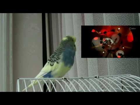 Video: Kuidas Armulinnu Papagoi Rääkima õpetada