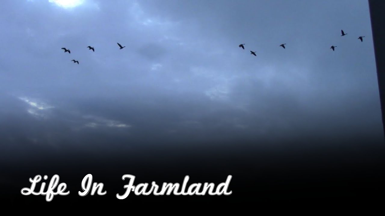 Ideas on making money homesteading 