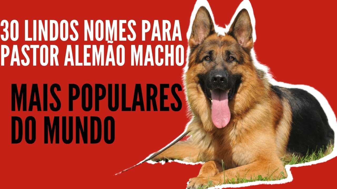 Qual Nome Para Pastor Alemão?