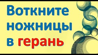 Воткните ножницы в герань. Народные приметы. Энергия слова