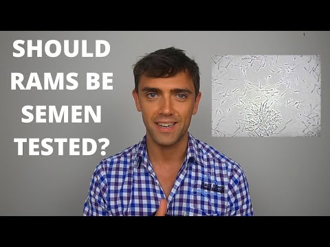 SHOULD RAMS BE SEMEN TESTED? | TECHNICAL #19