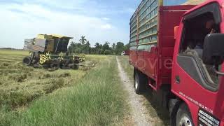 Mesin Padi 8080 Menuai Padi Di Tepi Jalan Tambun Tulang Part 9 Of 9