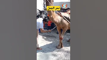 لماذا الجمل ي نحر ولا يذبح 