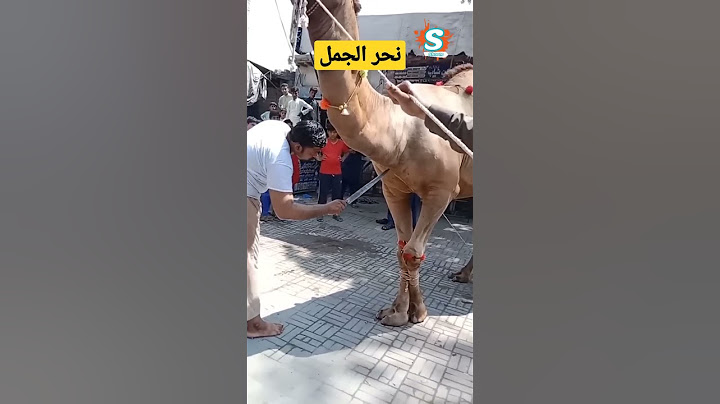 لماذا الجمل يُنحر ولا يذبح؟