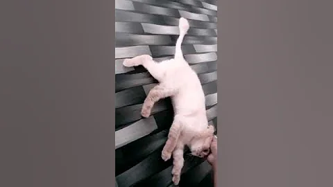 Watch the video about Scottish fold Cat - #cat #paws #scottishfold #meow #pets #love