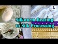 Silkworm rearing to silk processing