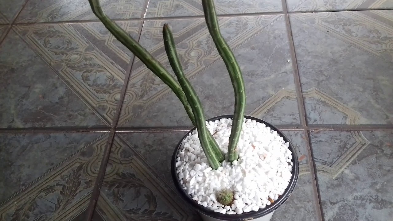 Meu cacto melancia (senecio e stapeliiformis Gregorii)🌵🌵 - thptnganamst.edu.vn